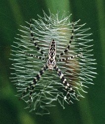 very young argiope spider in web