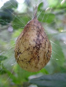 argiope egg case