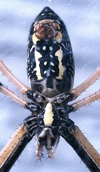 underside of female argiope, showing spinnerets