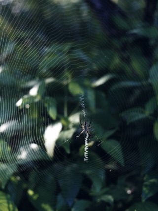 adult argiope spider in web