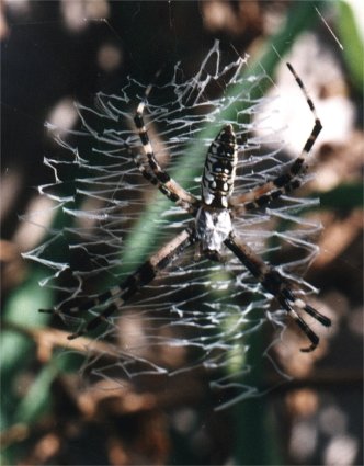 young argiope spider in web