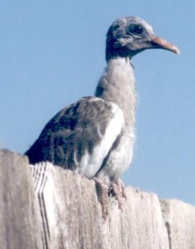 white-winged dove