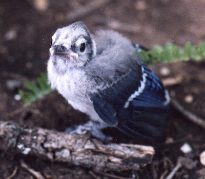 Baby Blue Jay