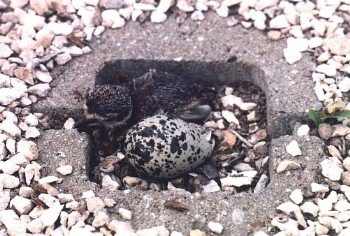 killdeer nest with hatchling and egg