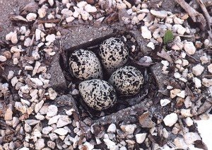 killdeer nest with eggs