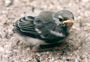 unidentified fledgling