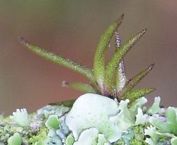 baby ball moss with lichens