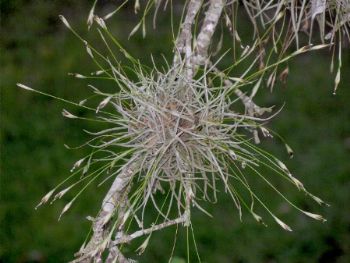 mature ball moss with seed pods