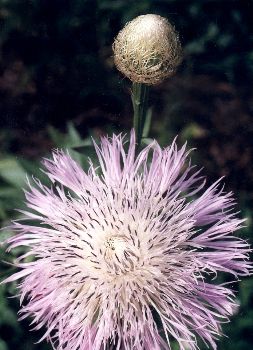 basketflower bud and blossom