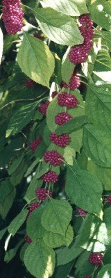 American beautyberry