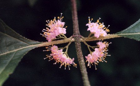 American beautyberry blossoms