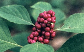 American beautyberry fruit