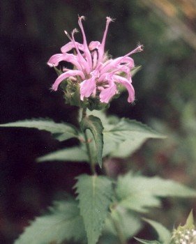 wild bergamot