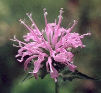 wild bergamot blossoms