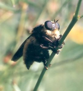 robberfly on plains coreopsis stem