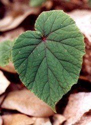 hardy begonia leaf