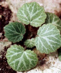 strawberry begonia