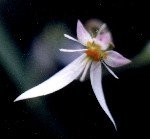 strawberry begonia blossom