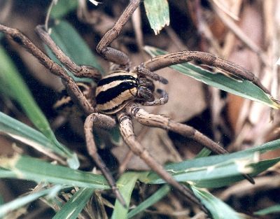 wolf spider in St. Augustine grass