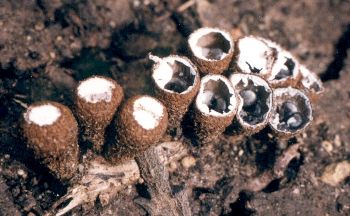 newly emerged birds' nest fungus