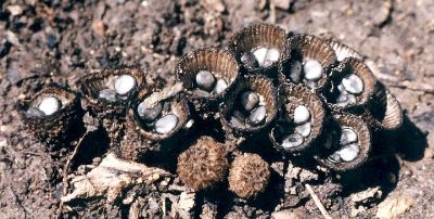 mature birds' nest fungus