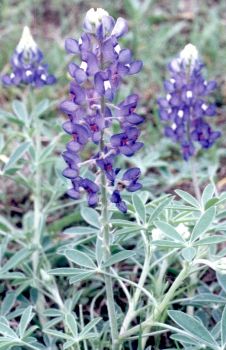 Texas bluebonnet