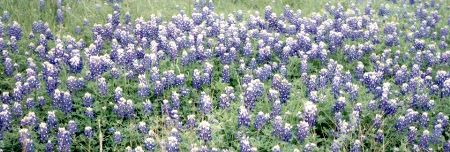 Texas bluebonnets