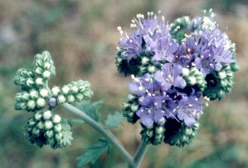 blue-curls