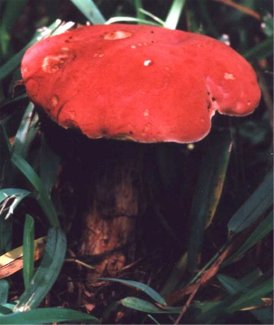 red-capped bolete