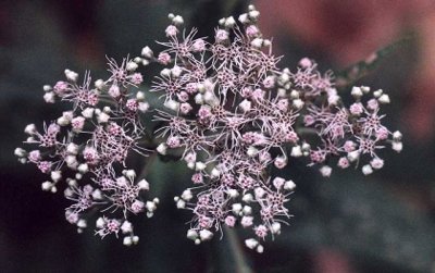 late-flowering boneset