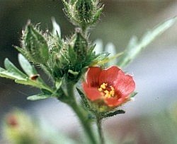 bristly mallow