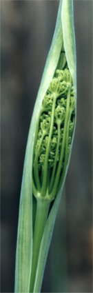 fennel buds before emerging from stem