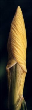 yellow iris bud