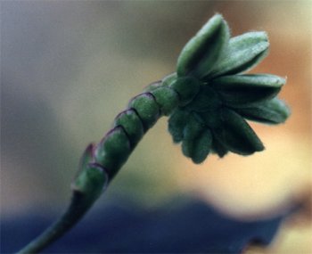 green & purple wandering Jew bud