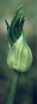 wild onion bud