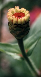 zinnia bud