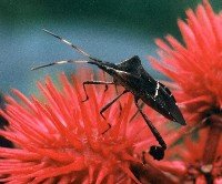 yucca plant bug on castor bean pods