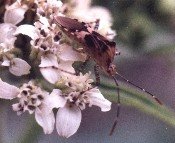 coreid bug on frostweed blossoms