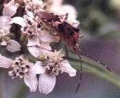 coreid bug on frostweed blossoms