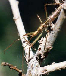 assassin bug nymph