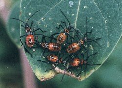 group of unidentified nymphs