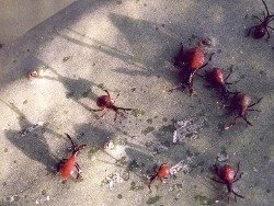 stink bug nymphs on spineless prickly pear