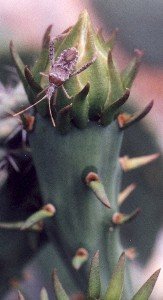 unidentified bug on prickly pear bud