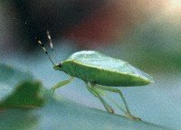 green stink bug