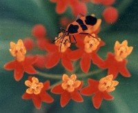 milkweed bug on butterflyweed