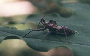 wheel bug