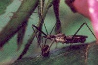 assassin bug with prey on rose plant