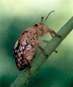 green stink bug nymph