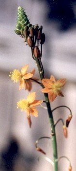 orange bulbine