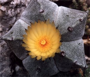 bishop's cap cactus